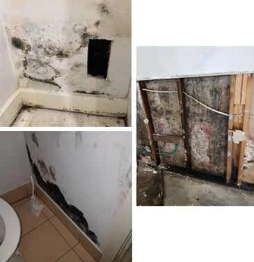 Mould Damage Removal