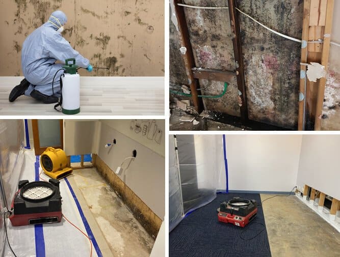 Mould Damage Removal